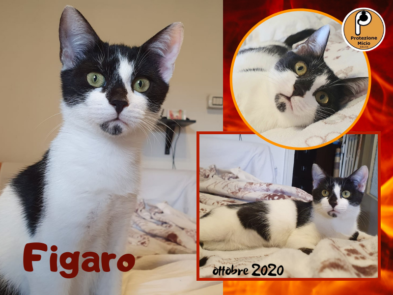 Figaro, adottato!