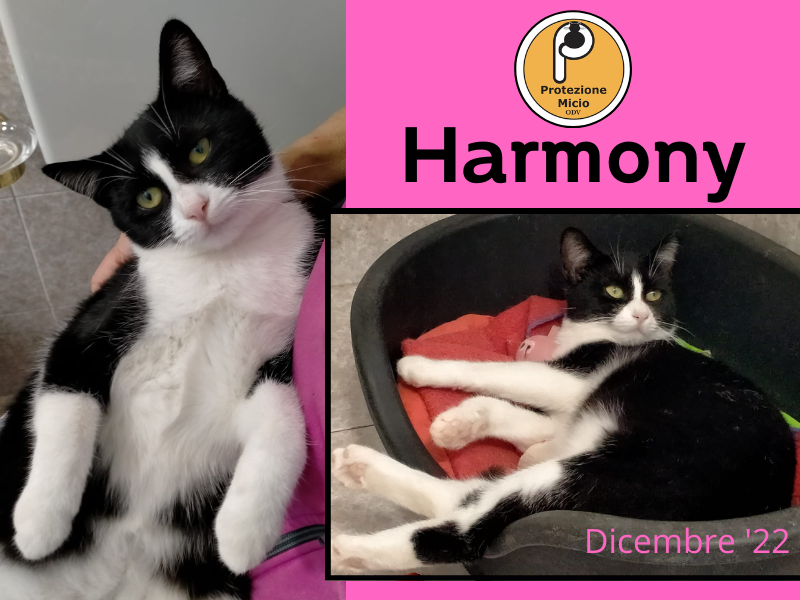 Harmony, adottata!