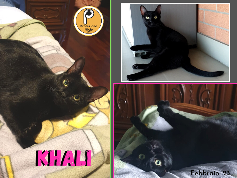 Khalisee è una gattina splendida, vivace, gioiosa.