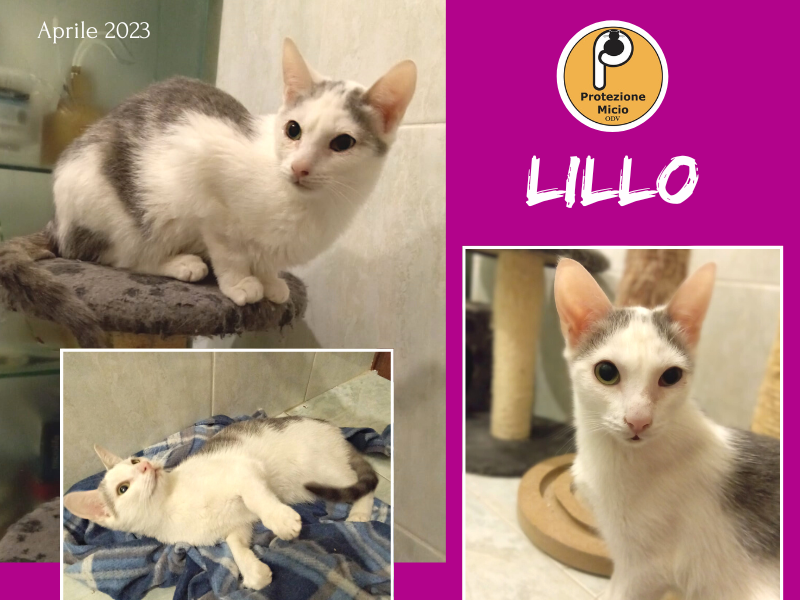 Lillo, adottato!