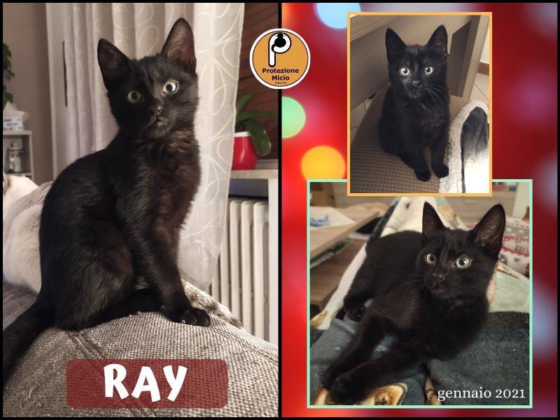 RAY, adottato!
