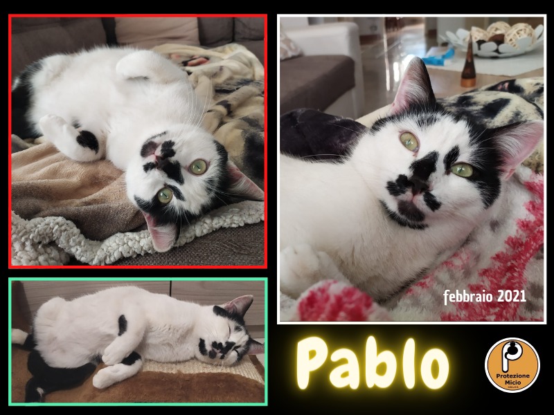 PABLO, adottato!