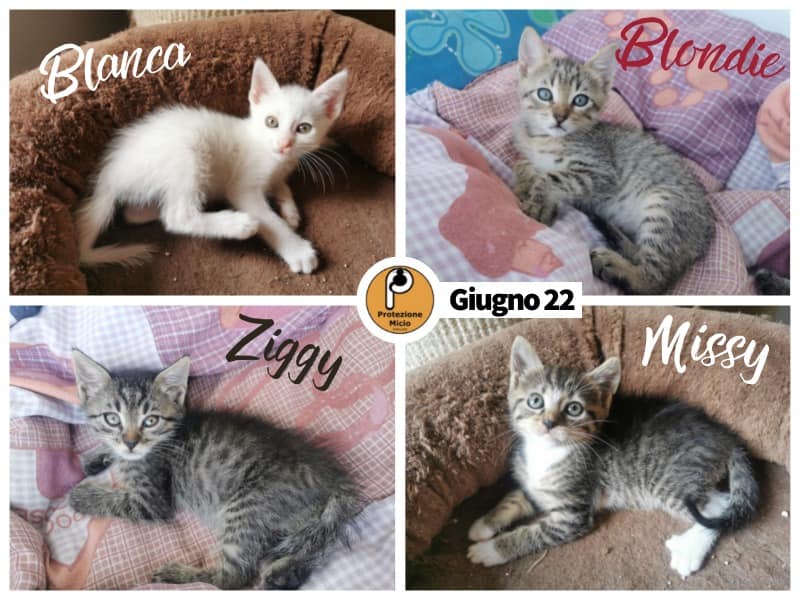 Asti: BLONDIE, MISSY, BLANCA e ZIGGY adottati!