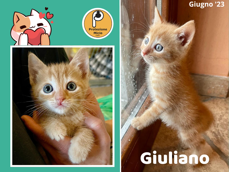 Giuliano, adottato!