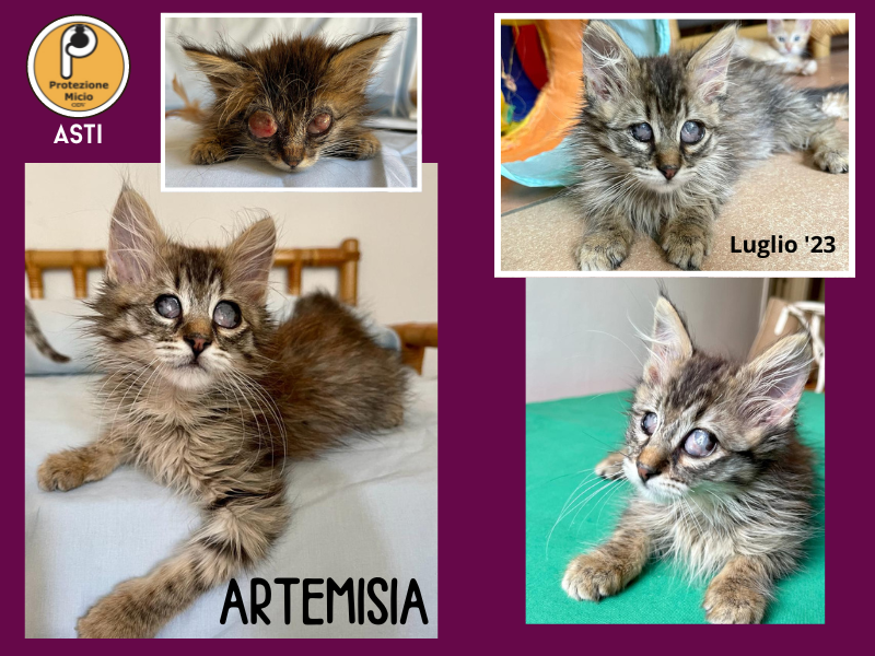 Artemisia, adottata!