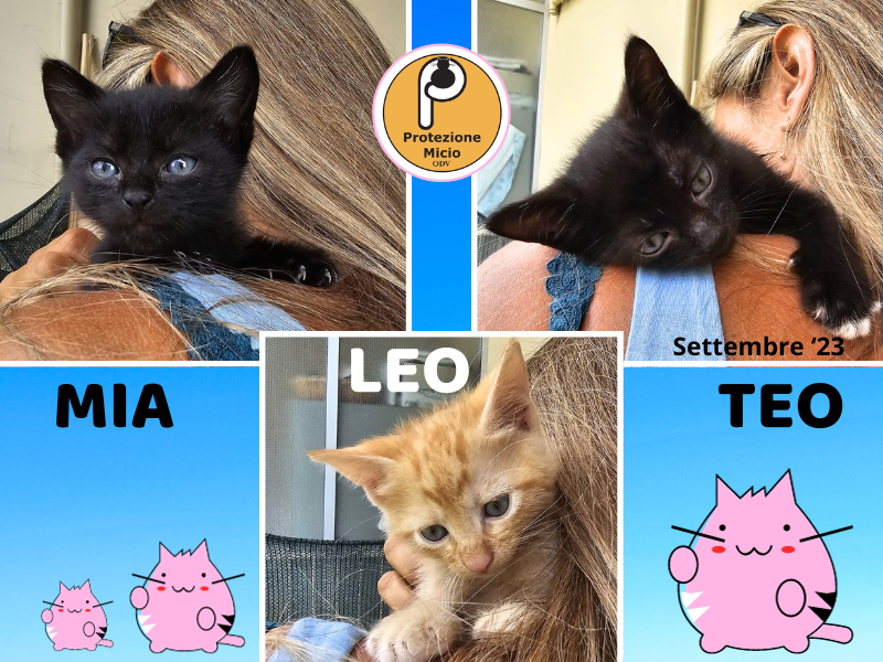 Teo, Leo e Mia: adottati!