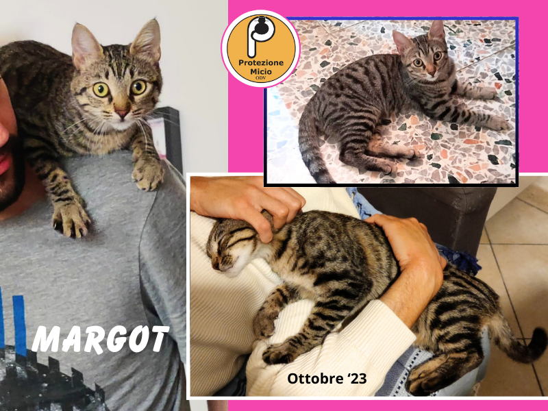 Margot, 7 mesi: uno ZUCCHERO di gattina