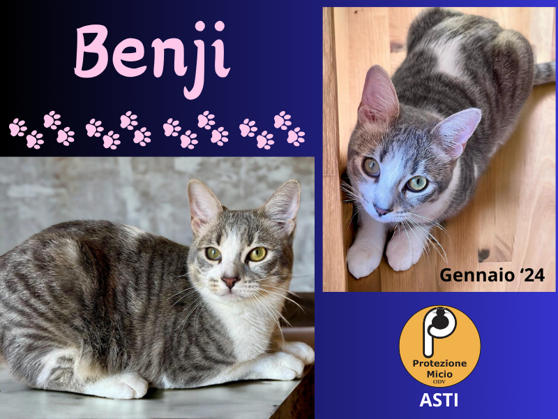 Benji, adottato!
