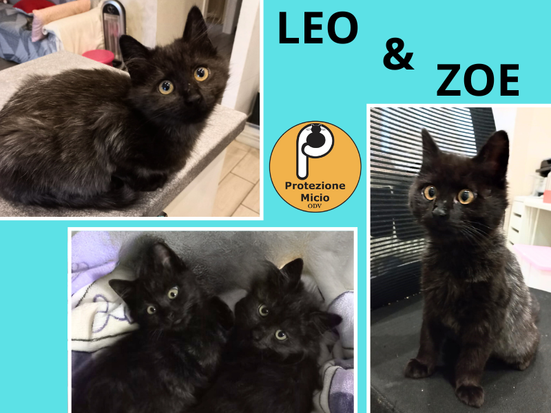 Leo e Zoe, adottati!