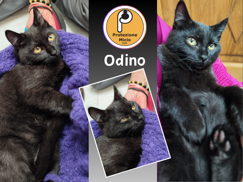 Odino, adottato!